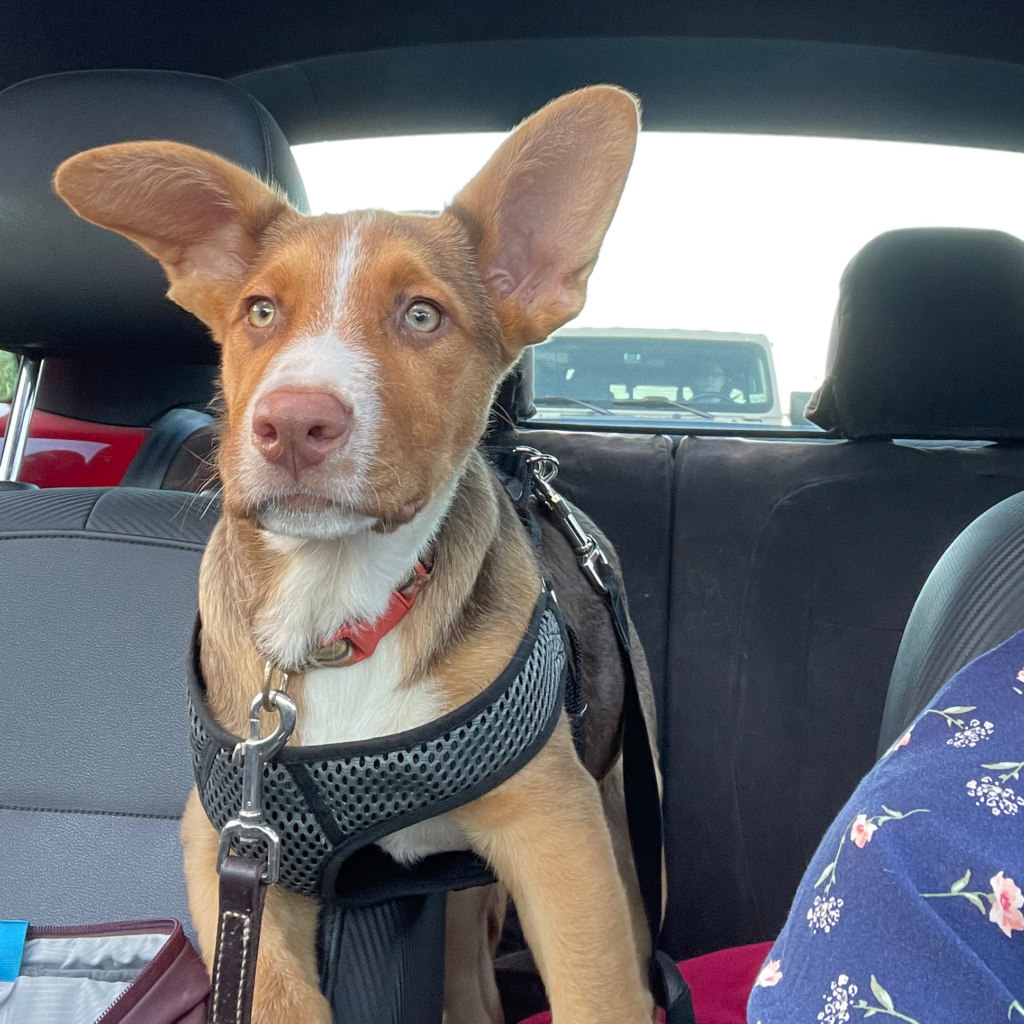This is Frieda our new puppy - she has no idea what a business case is