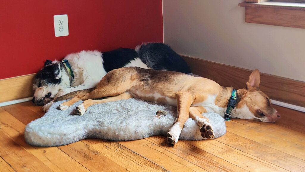 Barking friends (and what they have not learned)